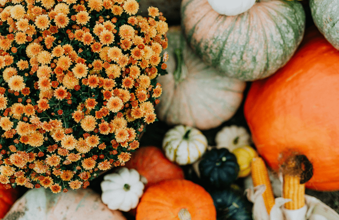 A vibrant Thanksgiving-themed arrangement featuring orange chrysanthemums surrounded by assorted pumpkins and gourds in various colors and textures.